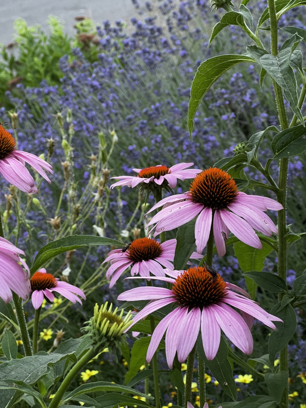 Ahhhh. No. I&nbsp;cannot.